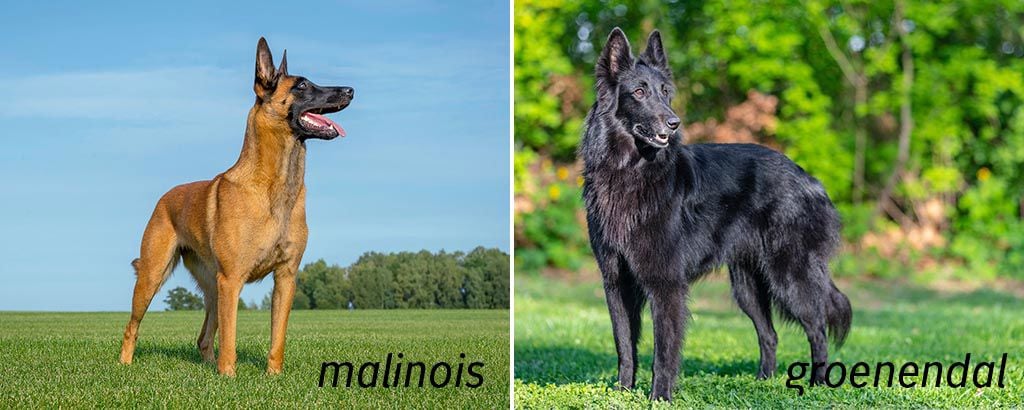 två olika varianter av belgisk vallhund, malinois och groenendal