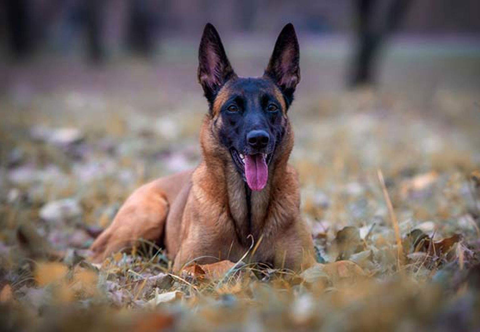 belgisk vallhund malinois ligger i gräset