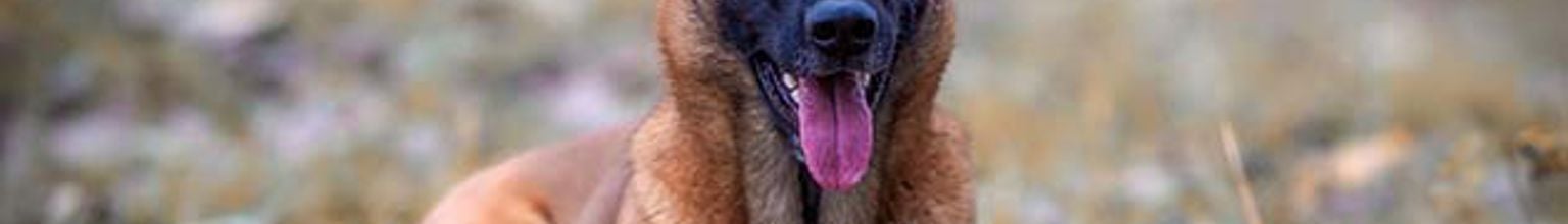belgisk vallhund malinois ligger i gräset