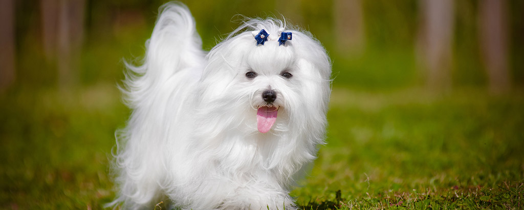 söt liten hund malteser springer mot kameran