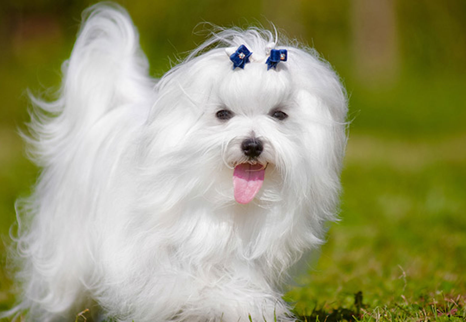 söt liten hund malteser springer mot kameran