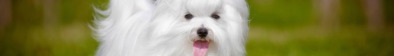 söt liten hund malteser springer mot kameran