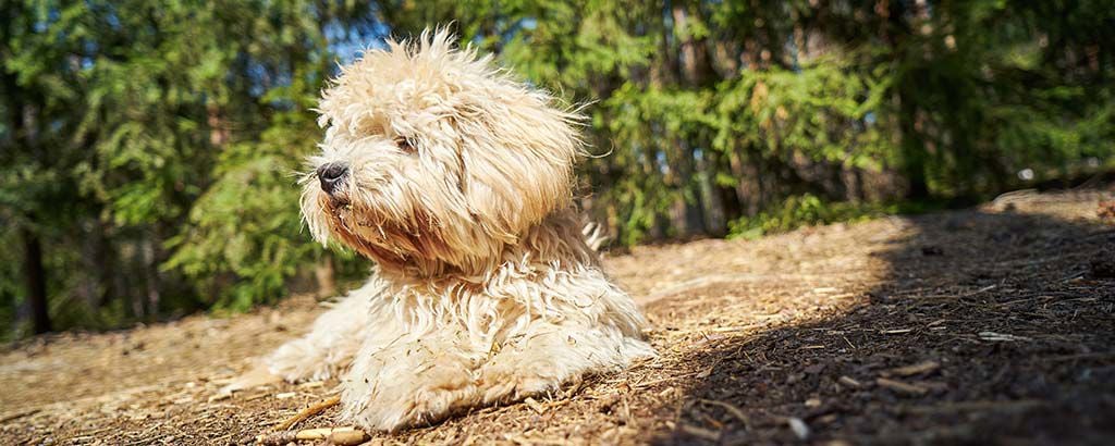 Maltipoo ligger bland flera granar i ett grönområde