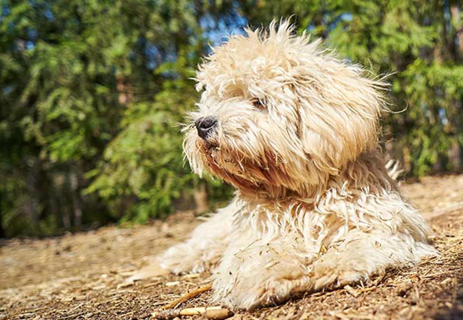 Maltipoo ligger bland flera granar i ett grönområde