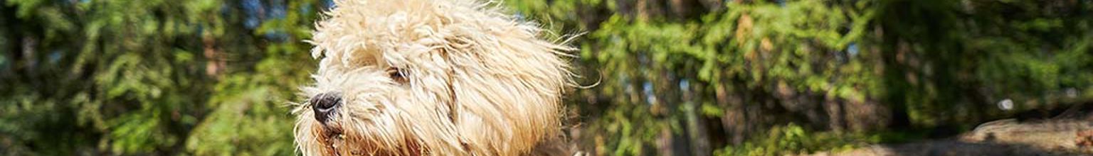 Maltipoo ligger bland flera granar i ett grönområde