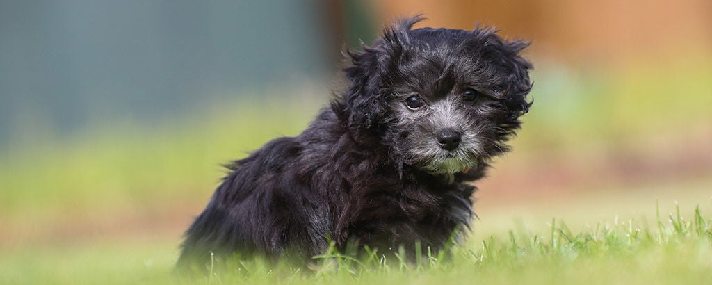 En hundvalp av rasen maltipoo
