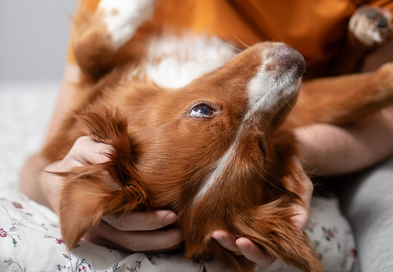 tollare kelar med sin husse i en säng