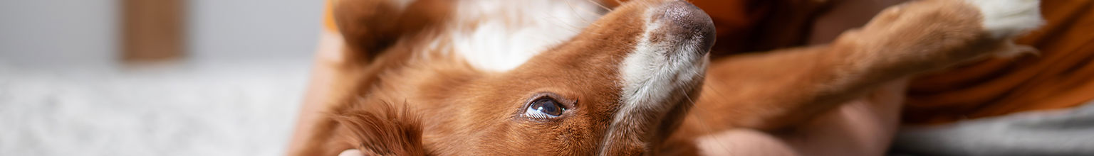 tollare kelar med sin husse i en säng