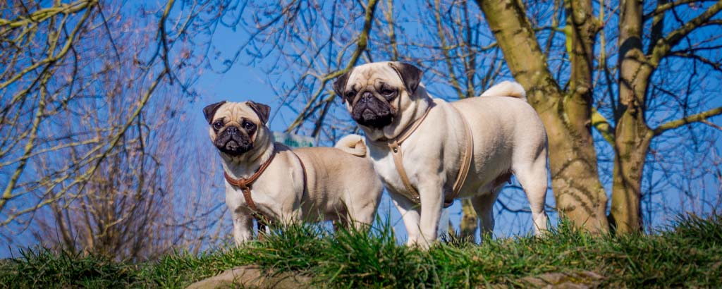 Två mopsar är ute i naturen