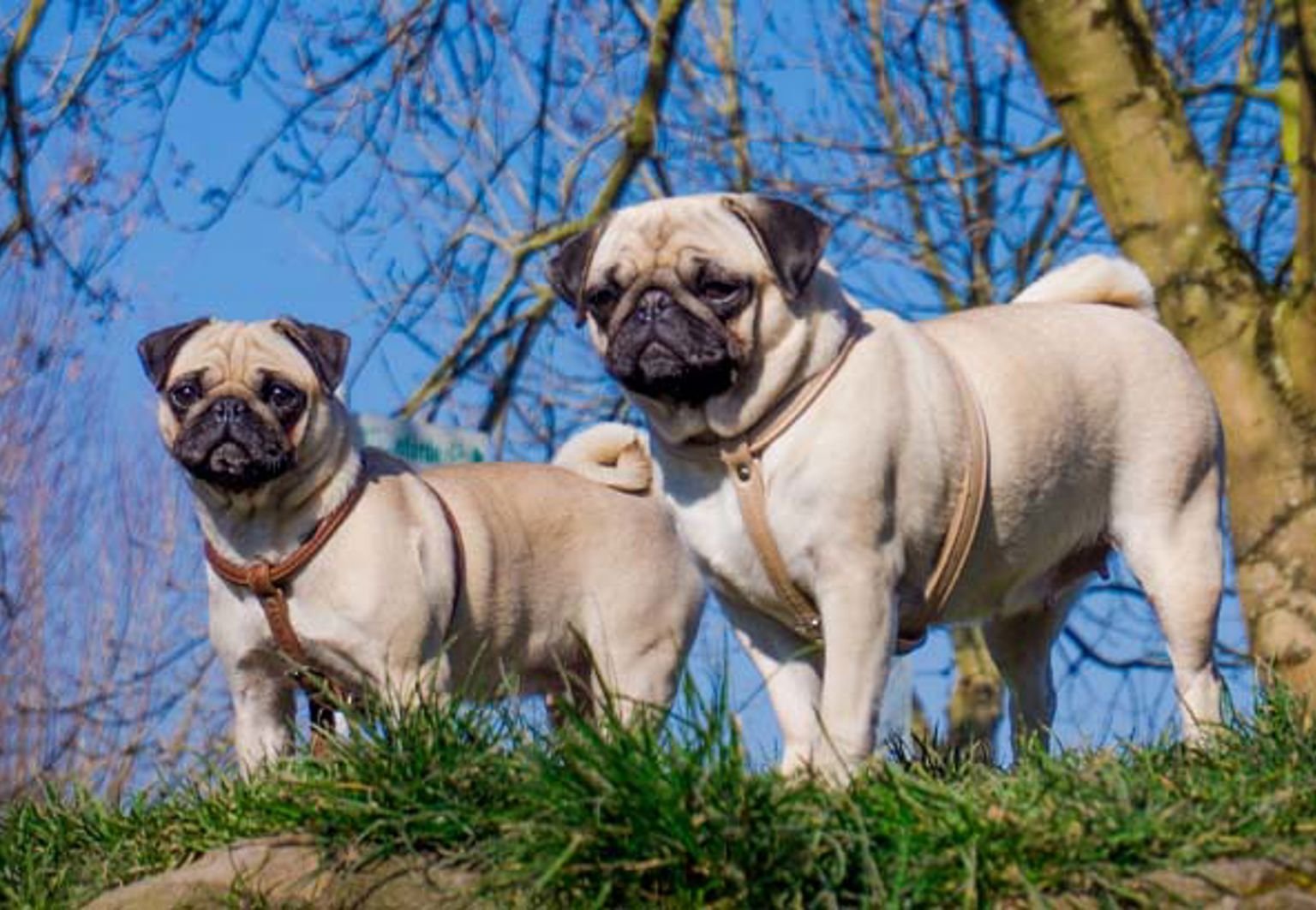 Två mopsar är ute i naturen