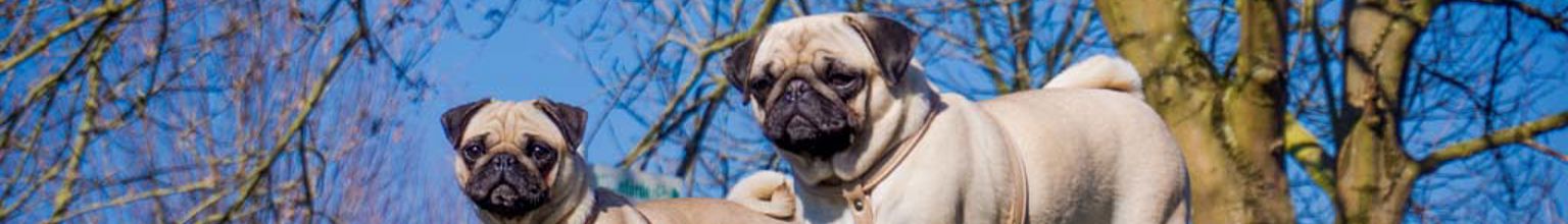 Två mopsar är ute i naturen