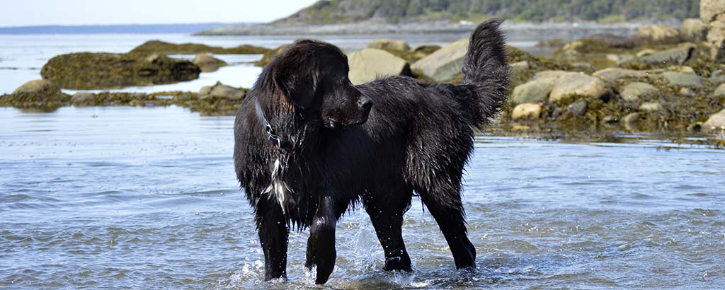 Hund av rasen newfoundland badar i havet