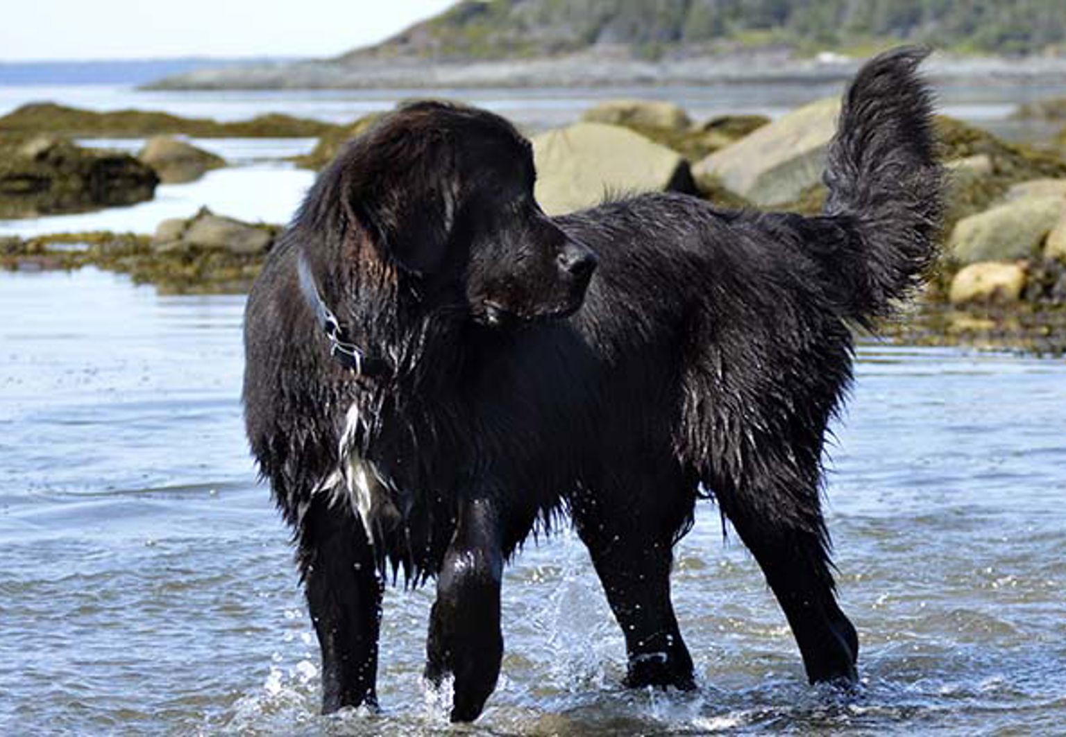 Hund av rasen newfoundland badar i havet