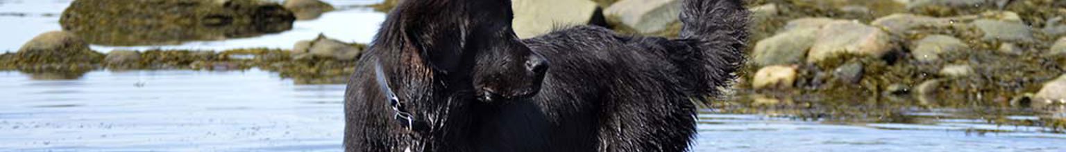 Hund av rasen newfoundland badar i havet