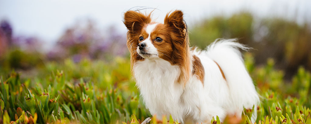 En hund av rasen papillon står utomhus bland blommor