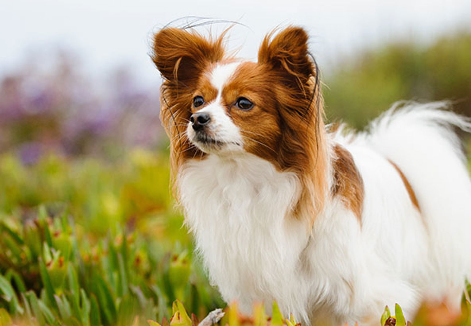En hund av rasen papillon står utomhus bland blommor