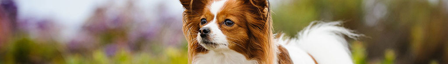 En hund av rasen papillon står utomhus bland blommor