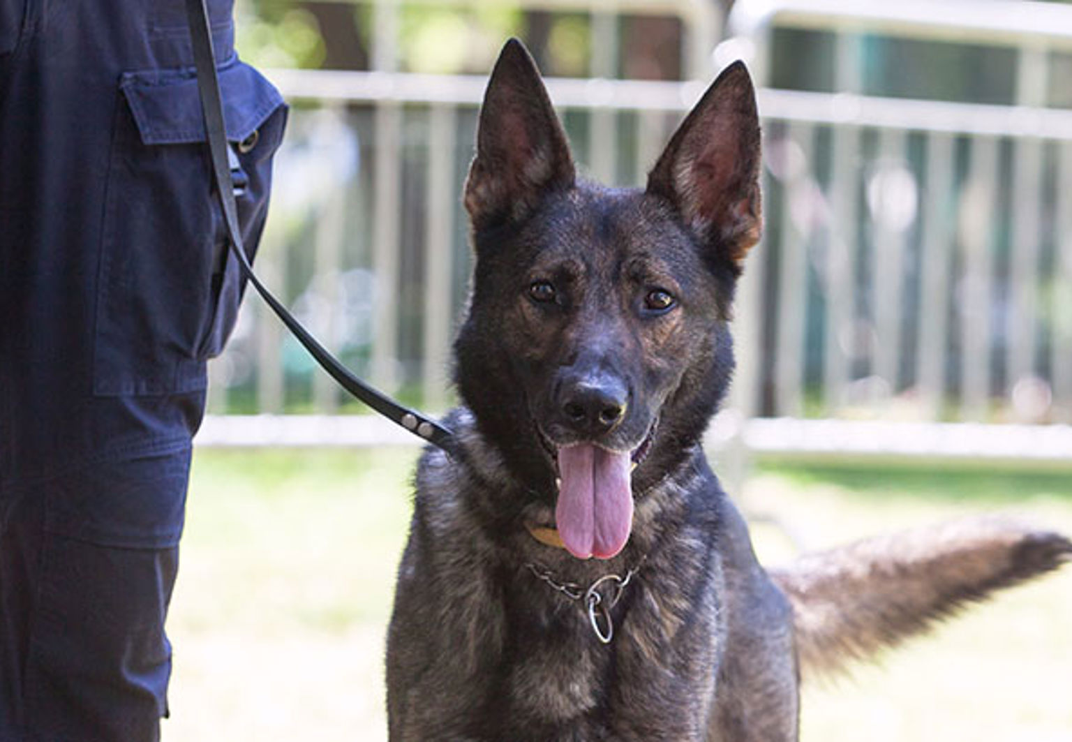 Polishund av rasen belgisk vallhund malinois är kopplad bredvid en polis