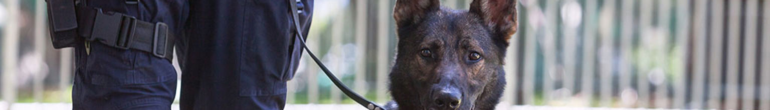 Polishund av rasen belgisk vallhund malinois är kopplad bredvid en polis