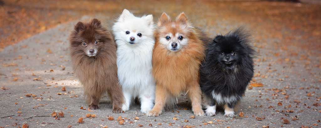 Fyra hundar av rasen pomeranian ute bland höstlöv