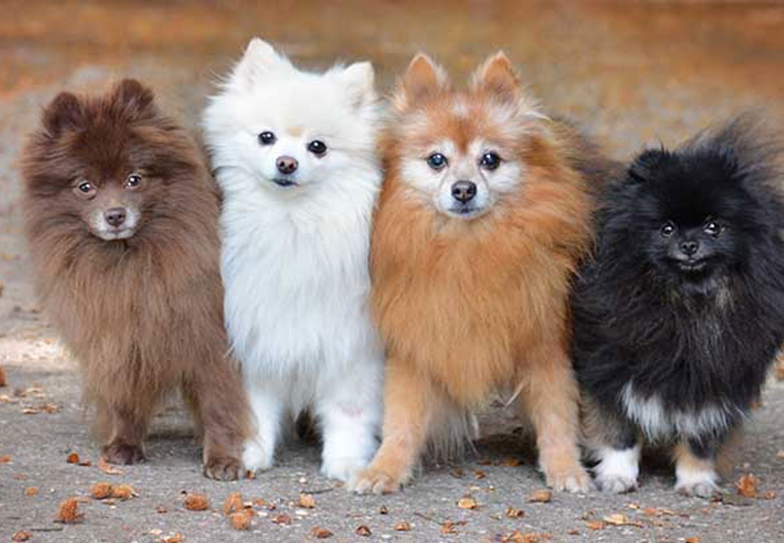 Fyra hundar av rasen pomeranian ute bland höstlöv