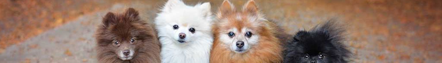 Fyra hundar av rasen pomeranian ute bland höstlöv