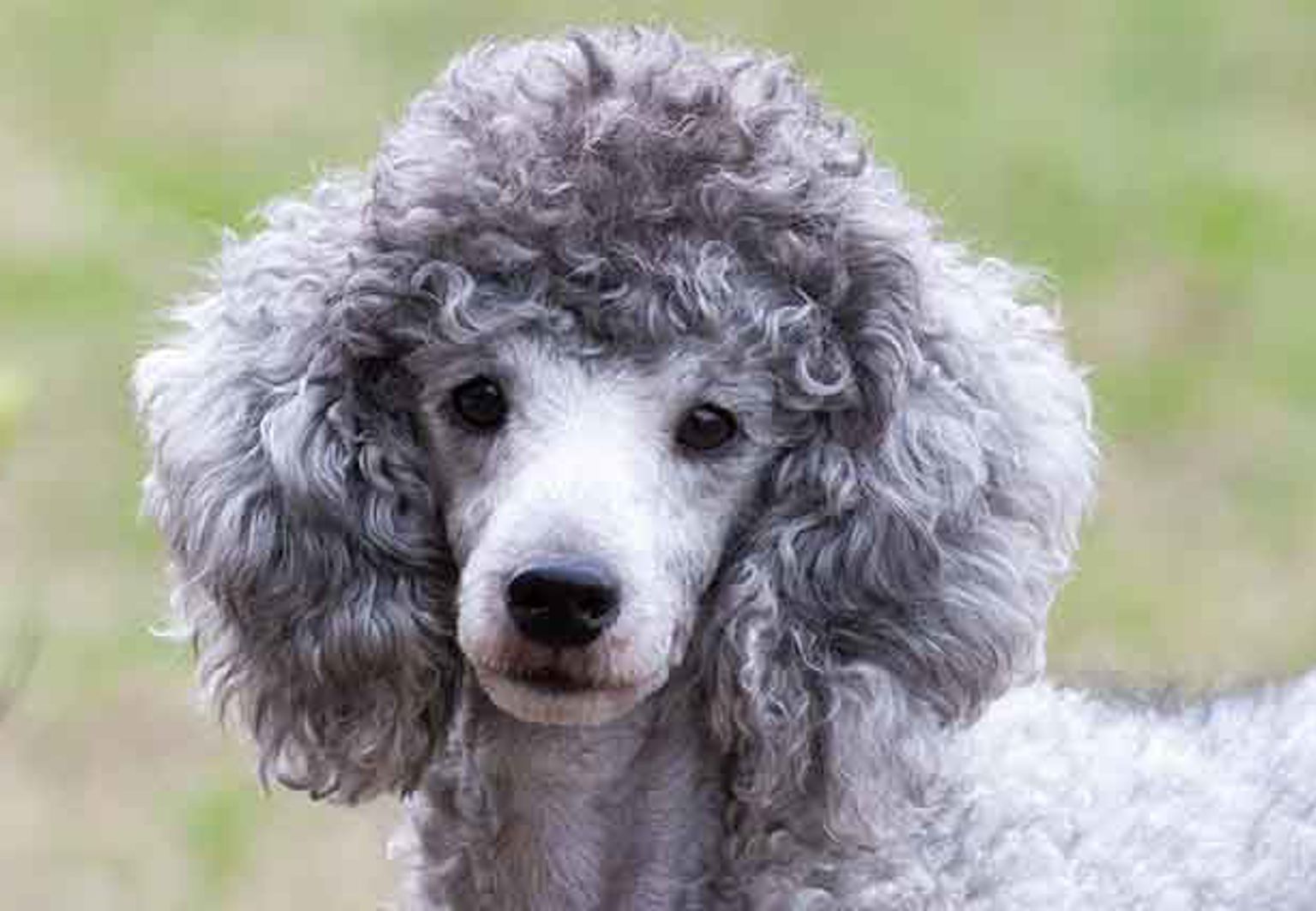 närbild på liten grå pudel