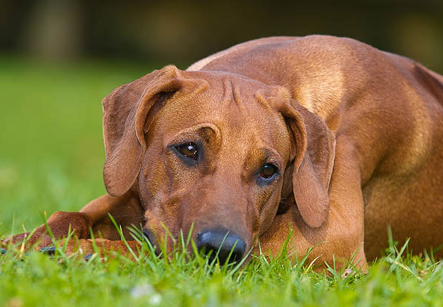 Hund av rasen ridgeback ligger och vilar på gräsmatta