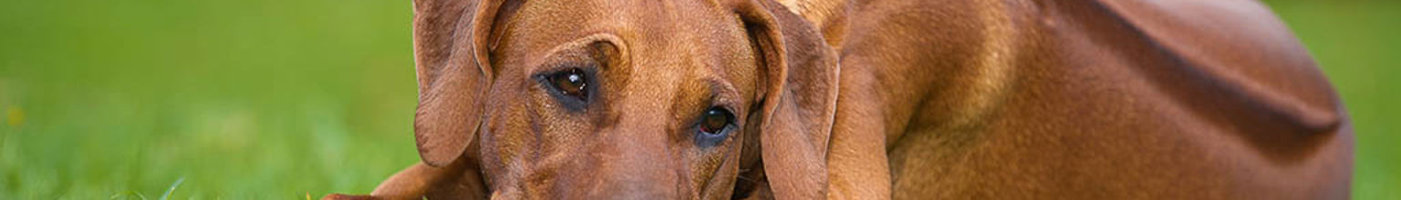 Hund av rasen ridgeback ligger och vilar på gräsmatta