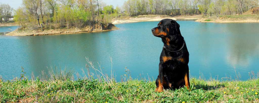 Rottweiler sitter på ute vid en fin blå sjö
