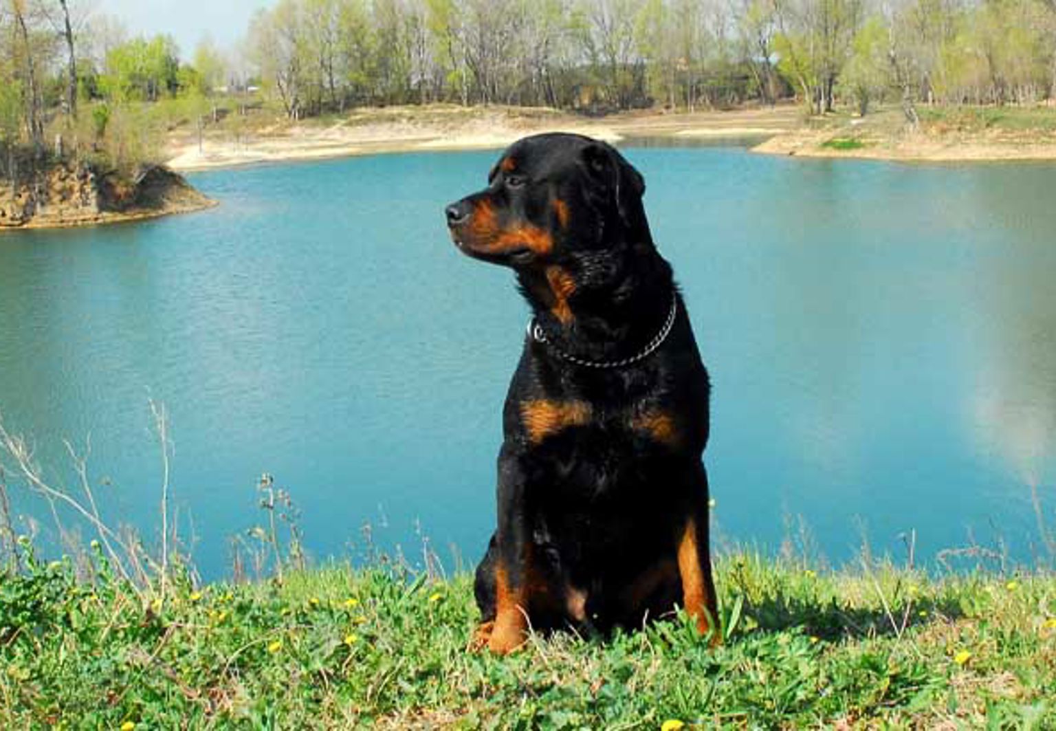 Rottweiler sitter på ute vid en fin blå sjö