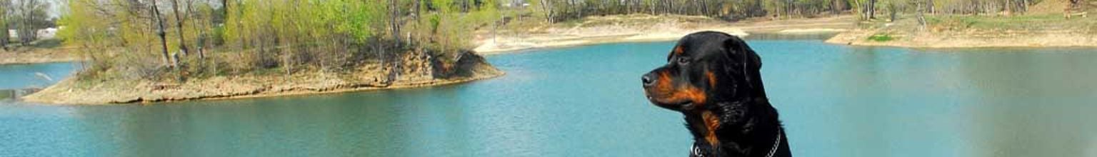 Rottweiler sitter på ute vid en fin blå sjö