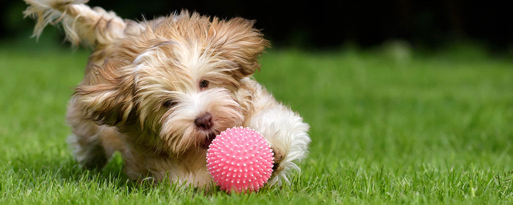Liten sällskapshund leker med en boll på gräsmatta