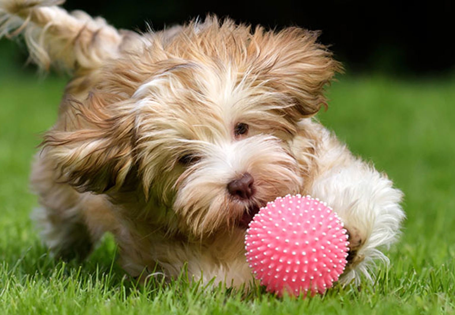 Liten sällskapshund leker med en boll på gräsmatta