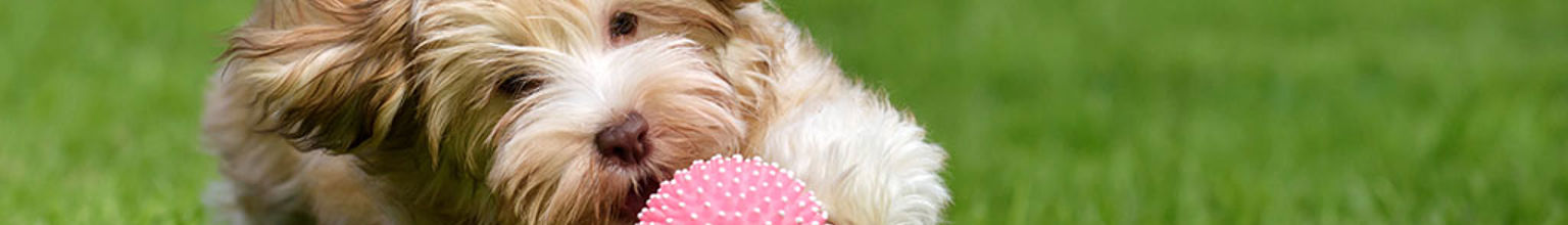 Liten sällskapshund leker med en boll på gräsmatta