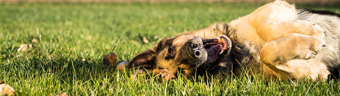 Vuxen schäferhund ligger ner och är nöjd i gräset
