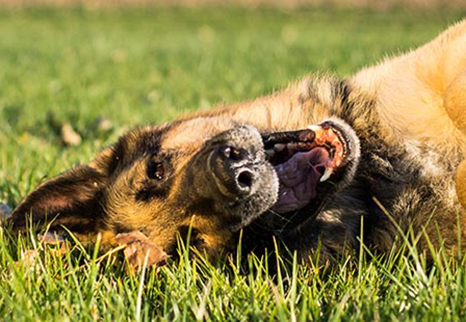 Vuxen schäferhund ligger ner och är nöjd i gräset