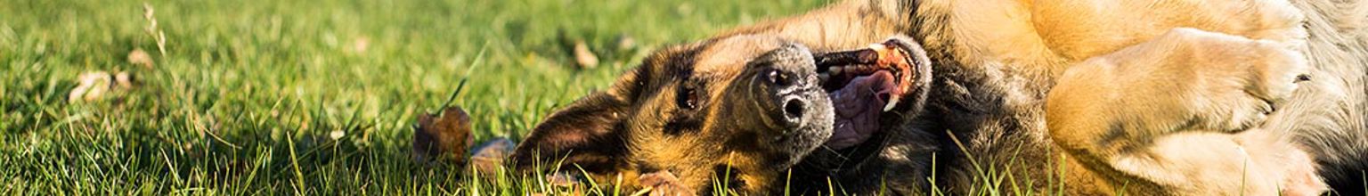 Vuxen schäferhund ligger ner och är nöjd i gräset