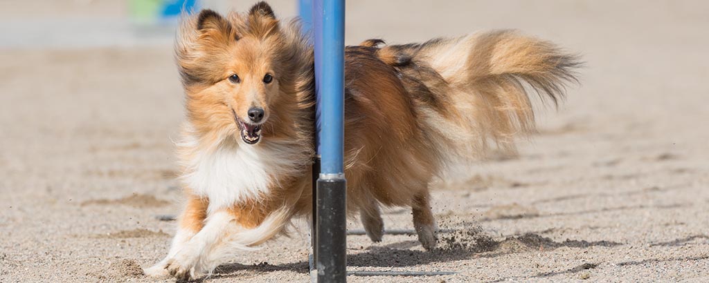 En glad shetland sheepdog springer slalom på en agilitybana