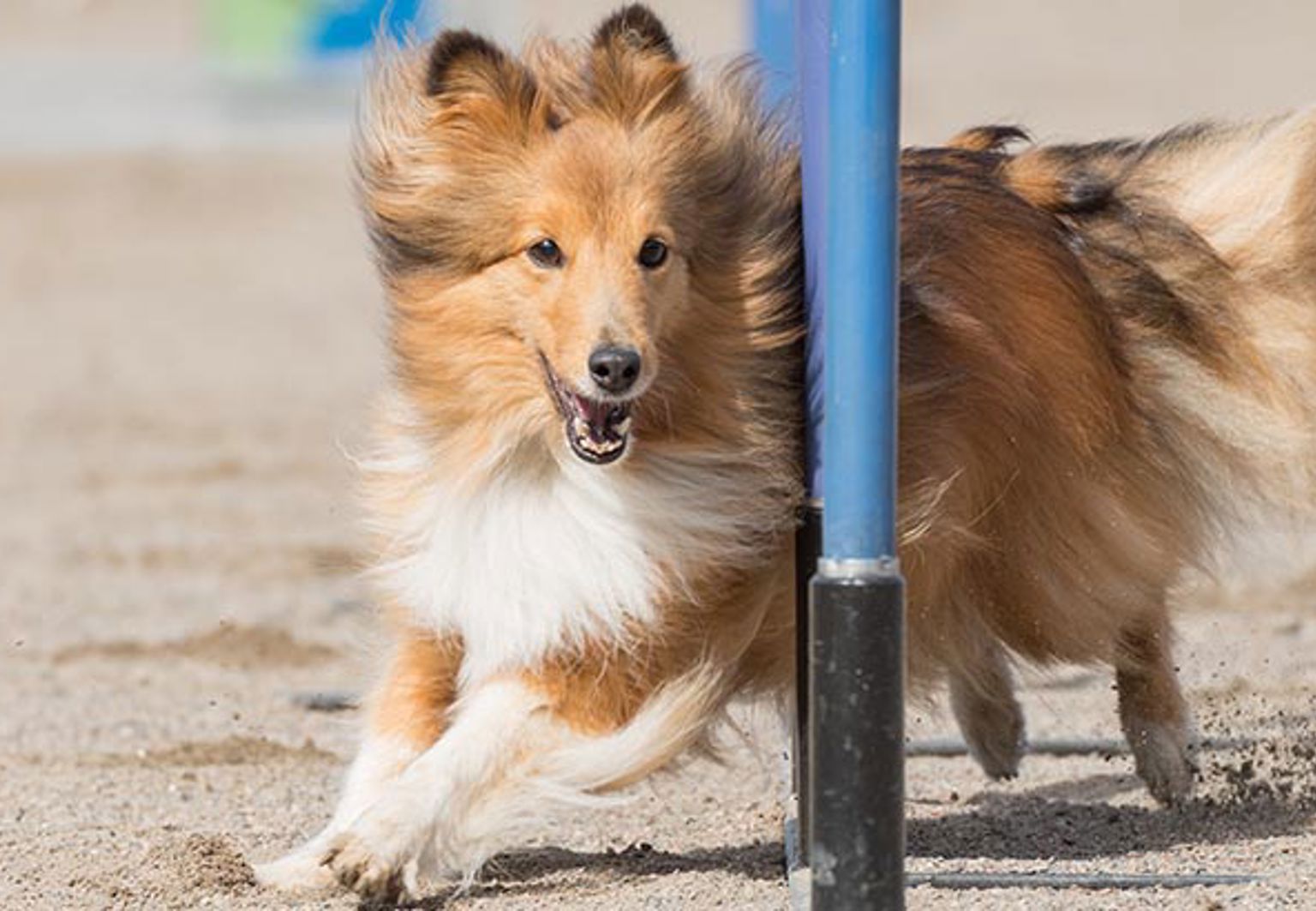En glad shetland sheepdog springer slalom på en agilitybana