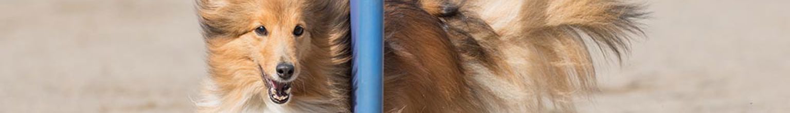 En glad shetland sheepdog springer slalom på en agilitybana