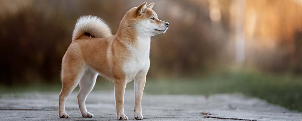 Shiba står ståtligt utomhus