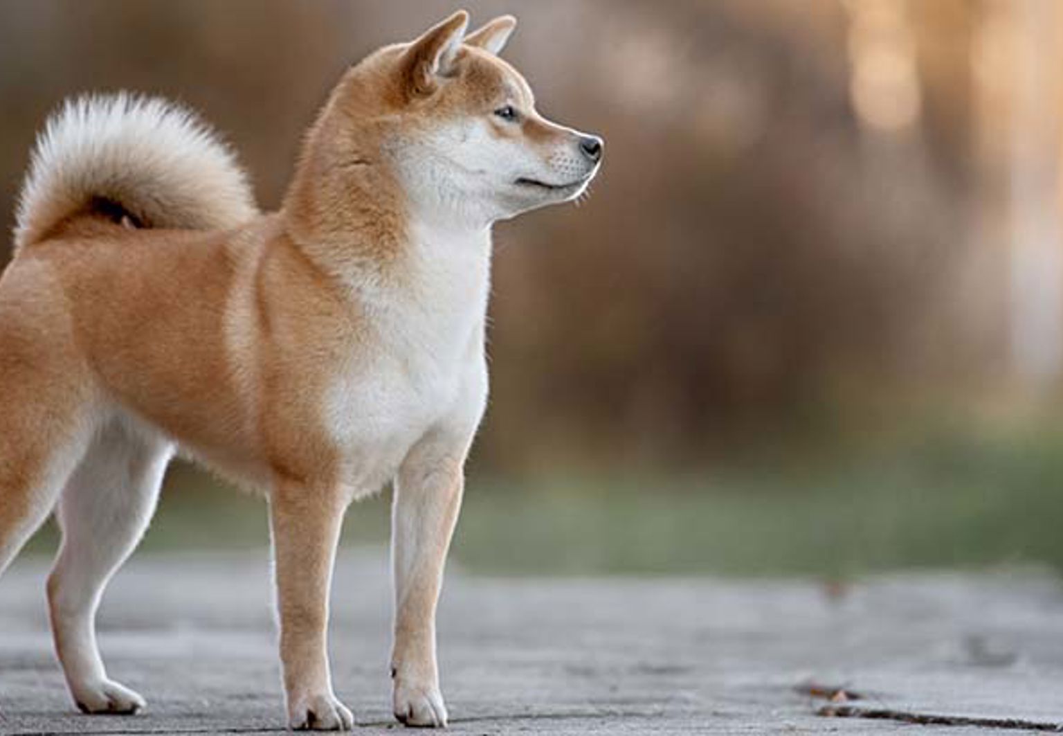 Shiba står ståtligt utomhus
