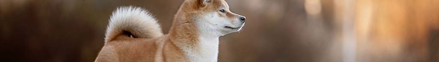 Shiba står ståtligt utomhus