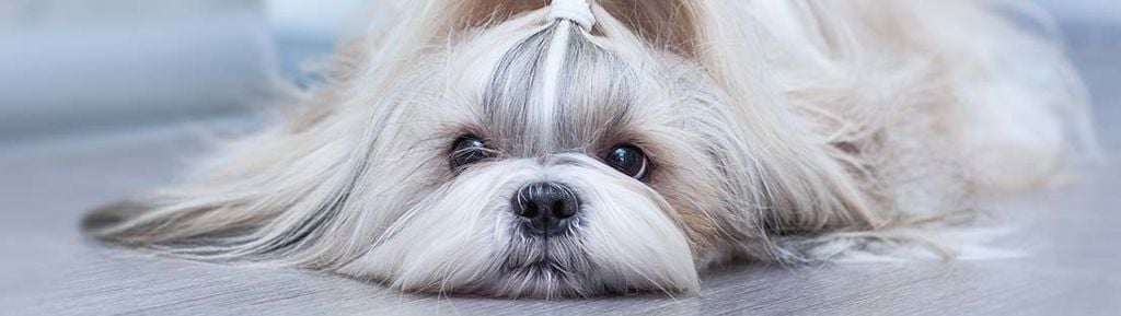En hund av rasen shih tzu ligger ner på ett trägolv