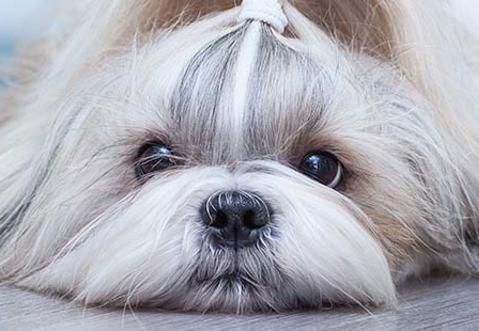 En hund av rasen shih tzu ligger ner på ett trägolv