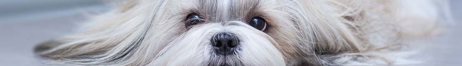 En hund av rasen shih tzu ligger ner på ett trägolv