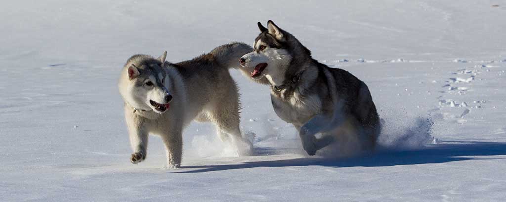 Två huskys leker i snön