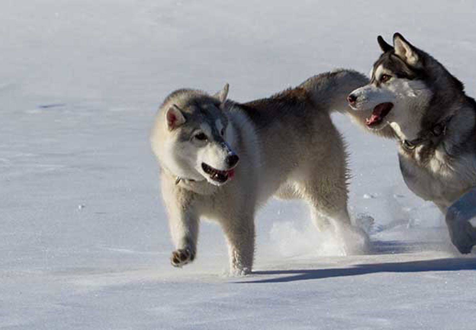 Två huskys leker i snön