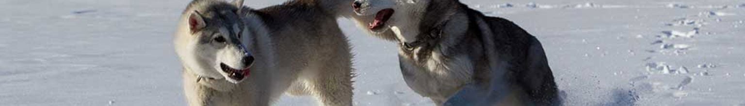 Två huskys leker i snön